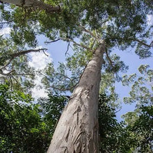 Load image into Gallery viewer, Spirit of the Everglades Wax Melt